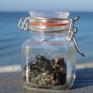 Hand Collected 400+ Fossilized Baby Shark Teeth in Baby Size Latch Lid Glass Jar